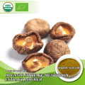 EU OrganicCertified Organic Lentinus Edodes Shiitake Mushroom Extract Powder